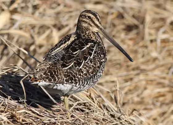 Dokumentasi Gallinago nigripennis