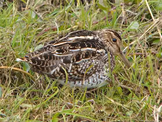 Dokumentasi Gallinago paraguaiae