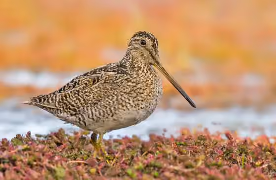 Dokumentasi Gallinago stricklandii