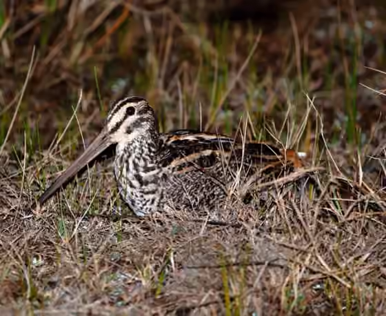 Dokumentasi Gallinago undulata