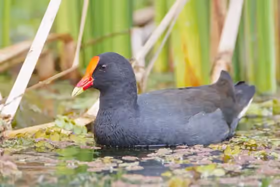 Dokumentasi Gallinula tenebrosa