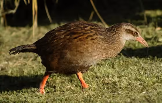 Dokumentasi Gallirallus australis