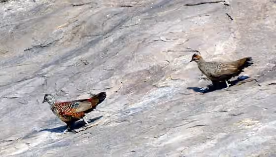 Dokumentasi Galloperdix lunulata