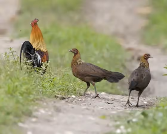 Dokumentasi Gallus gallus