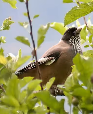Dokumentasi Garrulus lanceolatus