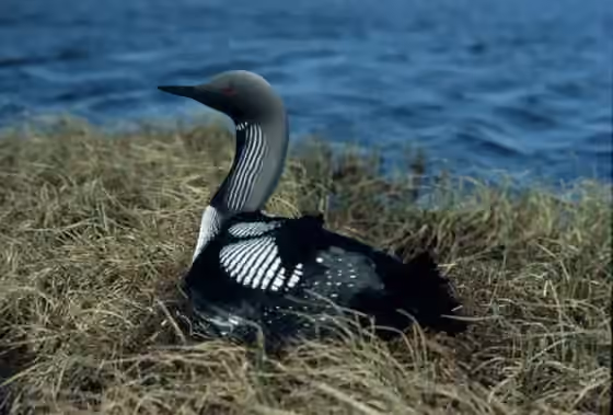 Dokumentasi Gavia arctica