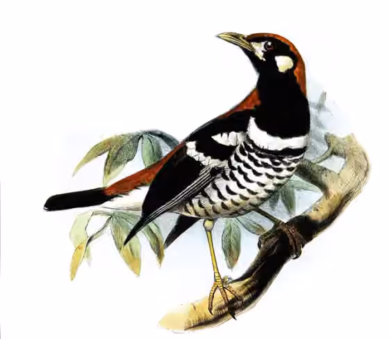 Ilustrasi Geokichla erythronota