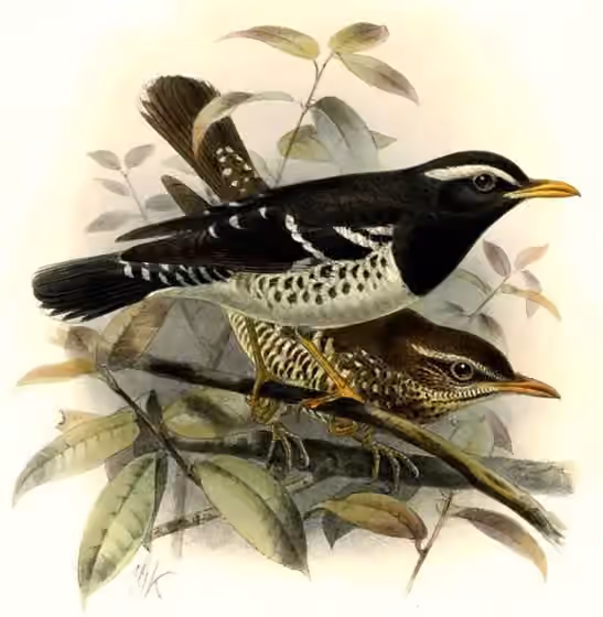 Ilustrasi Geokichla wardii