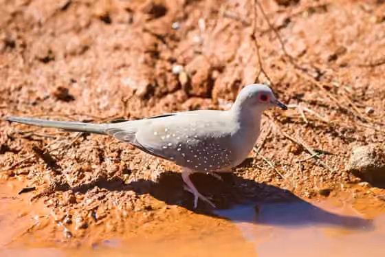 Dokumentasi Geopelia cuneata