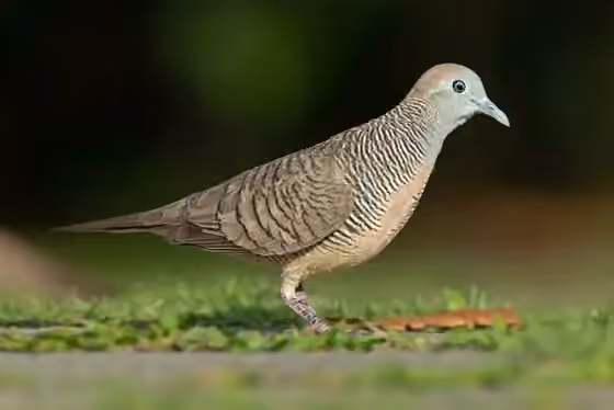 Dokumentasi Geopelia striata