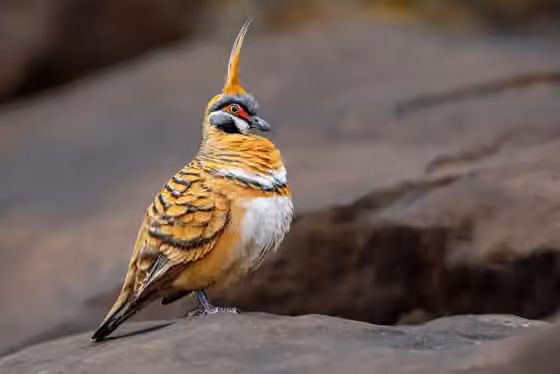 Dokumentasi Geophaps plumifera