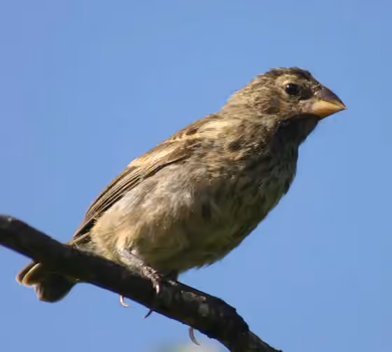 Dokumentasi Geospiza fortis