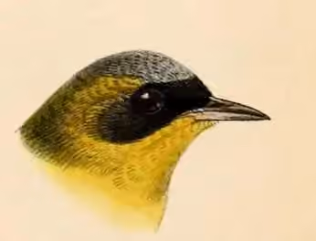 Ilustrasi detail kepala Geothlypis auricularis