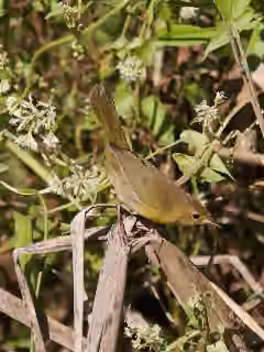 Dokumentasi Geothlypis flavovelata
