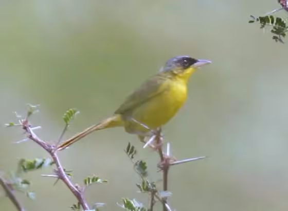 Dokumentasi Geothlypis poliocephala