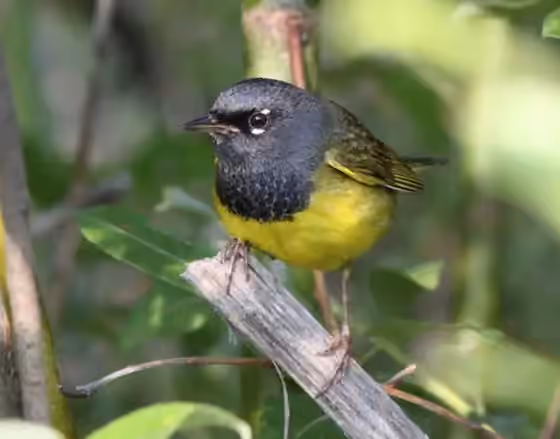 Dokumentasi Geothlypis tolmiei