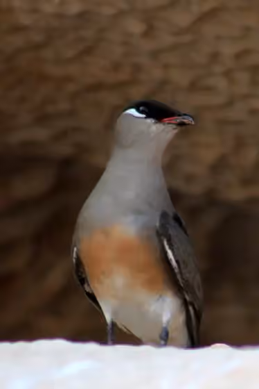 Dokumentasi Glareola ocularis