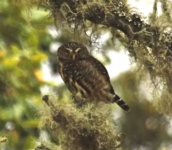 Dokumentasi Glaucidium bolivianum