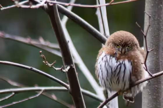 Dokumentasi Glaucidium californicum