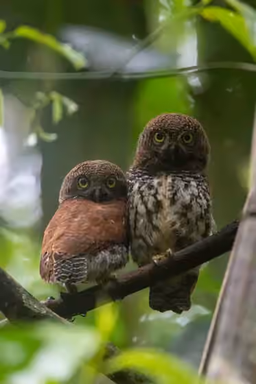 Dokumentasi Glaucidium castanotum