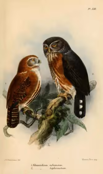 Ilustrasi Glaucidium cobanense di kiri; Glaucidium tephronotum di kanan.
