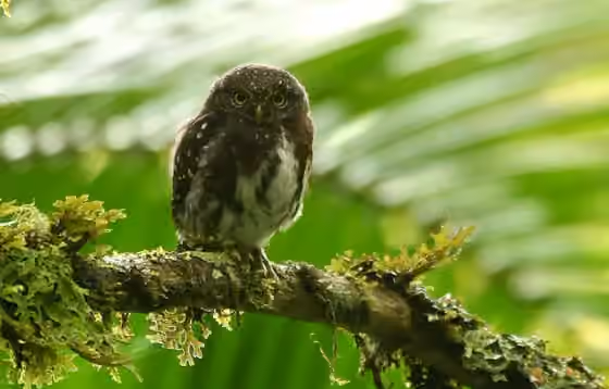 Dokumentasi Glaucidium costaricanum