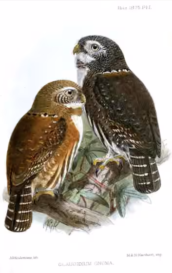 Ilustrasi Glaucidium gnoma