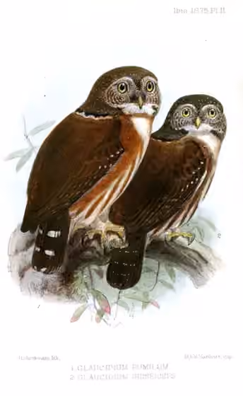 Ilustrasi Glaucidium griseiceps pada burung nomor 2 di kanan, di samping burung lain berlabel Glaucidium pumilum.