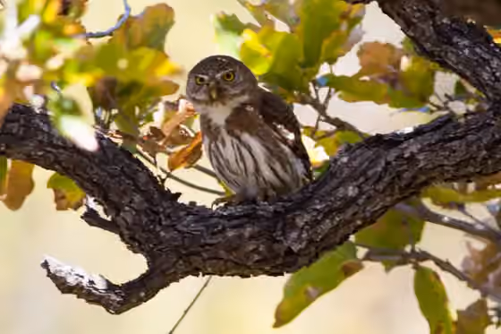 Dokumentasi Glaucidium hoskinsii