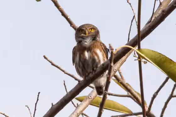 Dokumentasi Glaucidium palmarum