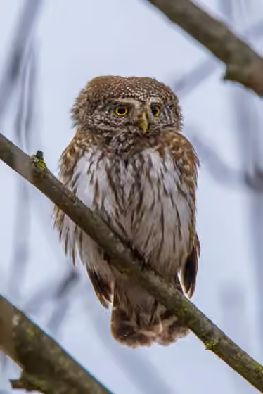 Dokumentasi Glaucidium passerinum