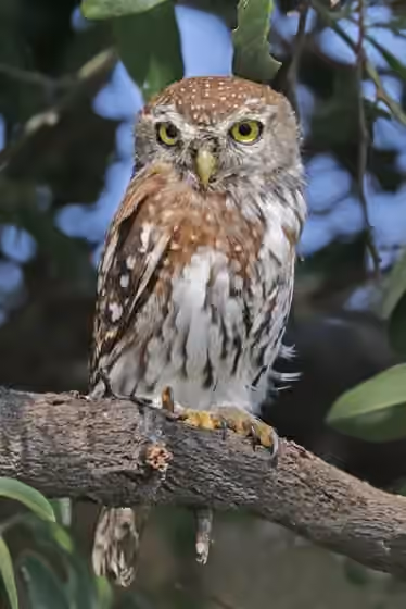 Dokumentasi Glaucidium perlatum