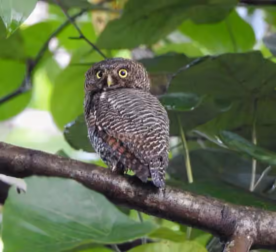 Dokumentasi Glaucidium radiatum