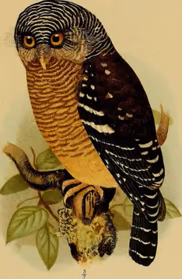 Ilustrasi Glaucidium sjostedti