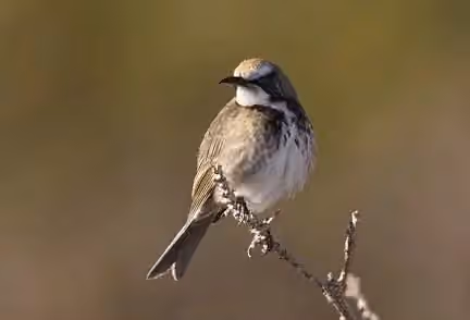 Dokumentasi Gliciphila melanops