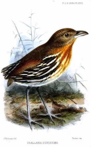 Ilustrasi Grallaria dignissima