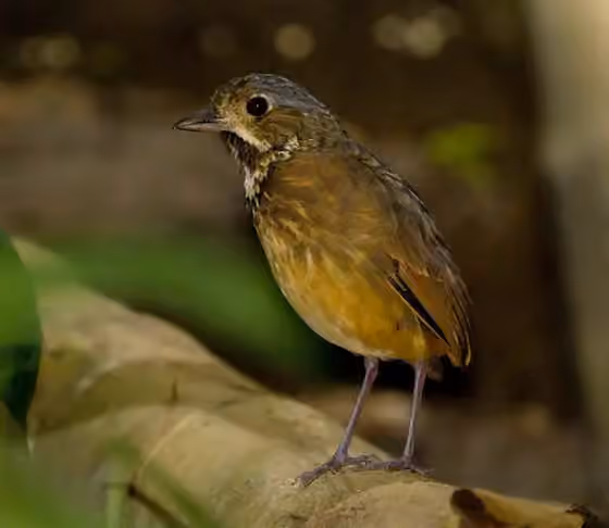 Dokumentasi Grallaria guatimalensis