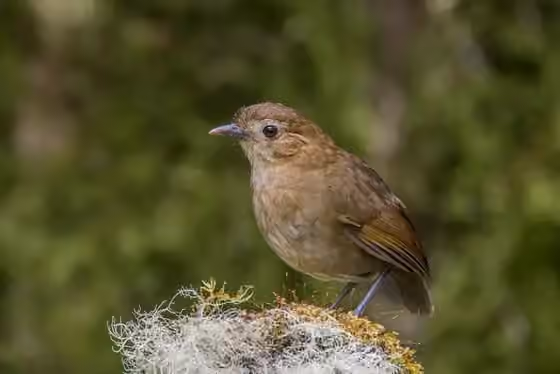 Dokumentasi Grallaria milleri