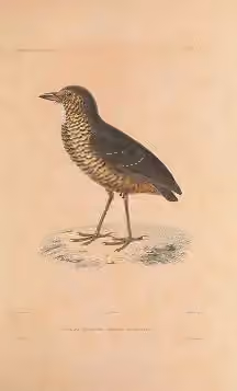Ilustrasi Grallaria squamigera