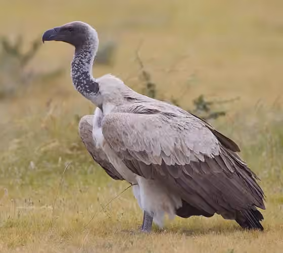 Dokumentasi Gyps africanus