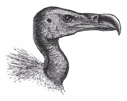 Ilustrasi Gyps tenuirostris