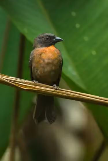 Dokumentasi Habia atrimaxillaris
