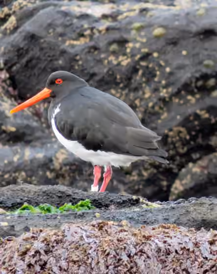 Dokumentasi Haematopus chathamensis