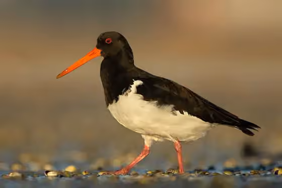 Dokumentasi Haematopus finschi