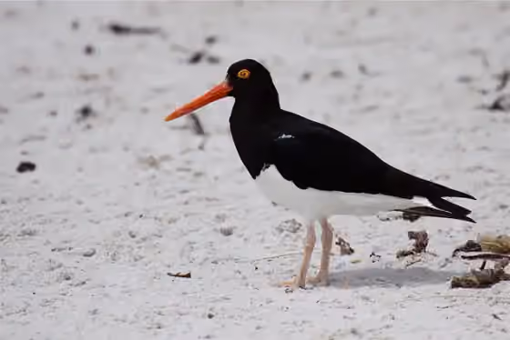 Dokumentasi Haematopus leucopodus