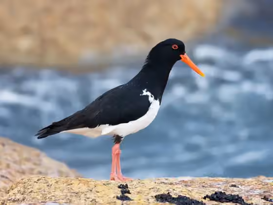 Dokumentasi Haematopus longirostris