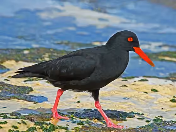 Dokumentasi Haematopus moquini