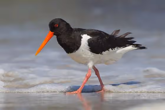 Dokumentasi Haematopus ostralegus