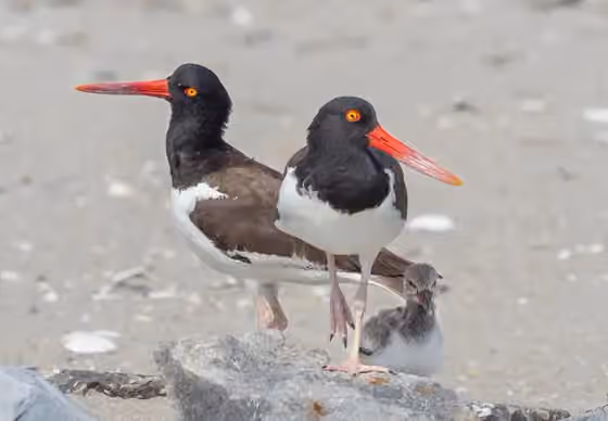 Dokumentasi Haematopus palliatus