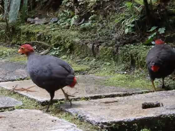 Dokumentasi Haematortyx sanguiniceps